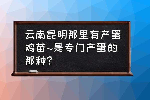 昆明哪有饲料批发市场 云南昆明那里有产蛋鸡苗~是专门产蛋的那种？