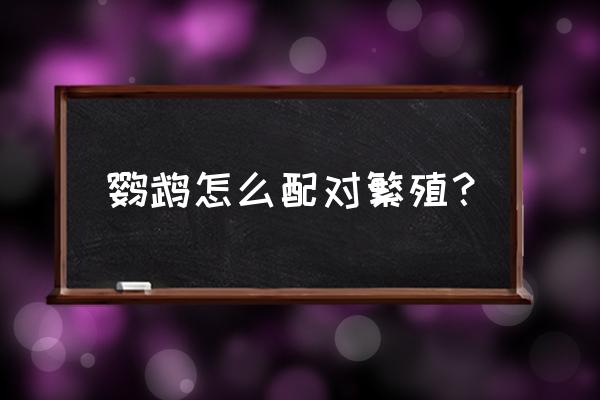 你知道鹦鹉养殖场是怎么繁殖的吗 鹦鹉怎么配对繁殖？