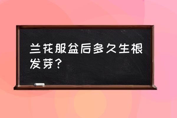 兰花春季换盆后能发新苗吗 兰花服盆后多久生根发芽？