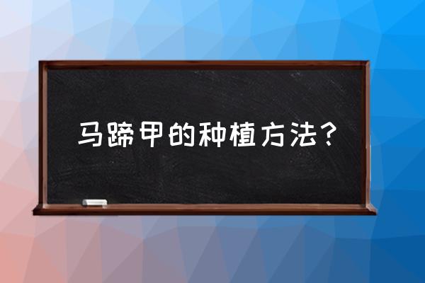 马蹄孕妇中晚期可以吃吗 马蹄甲的种植方法？