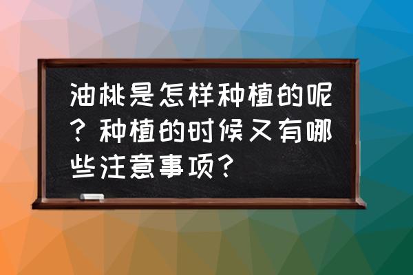 手工制作布桃子 油桃是怎样种植的呢？种植的时候又有哪些注意事项？