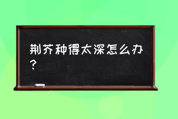 荆芥怎样播种最旺 荆芥种得太深怎么办？