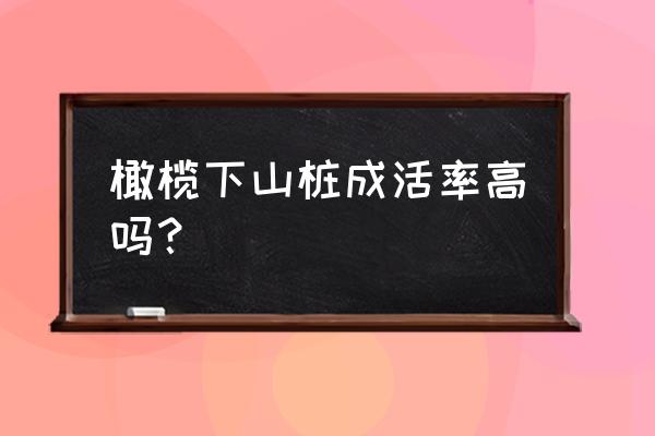 橄榄树怎么种才长得多 橄榄下山桩成活率高吗？