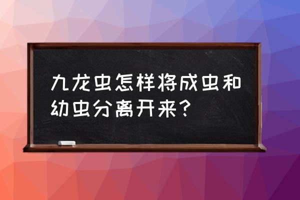 九龙虫公母对照表 九龙虫怎样将成虫和幼虫分离开来？