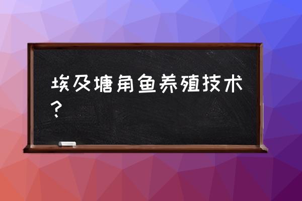 养殖鱼起水霉病用生石灰可以吗 埃及塘角鱼养殖技术？