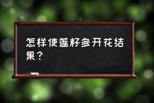 种植白莲的正确方法 怎样使莲籽多开花结果？