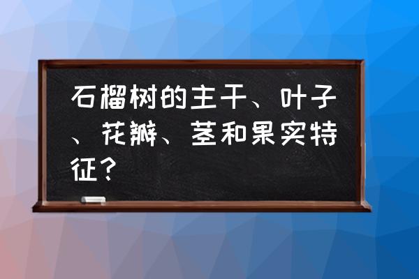 果子枝叶简笔画线条画 石榴树的主干、叶子、花瓣、茎和果实特征？