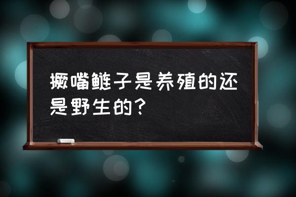 白鲢鱼怎么区分是野生还是养殖 撅嘴鲢子是养殖的还是野生的？