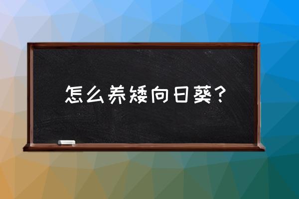 粘土向日葵做法 怎么养矮向日葵？