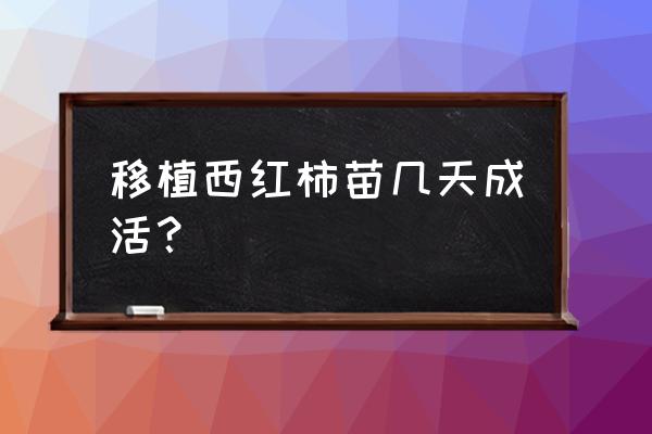 西红柿苗长多大移栽合适 移植西红柿苗几天成活？