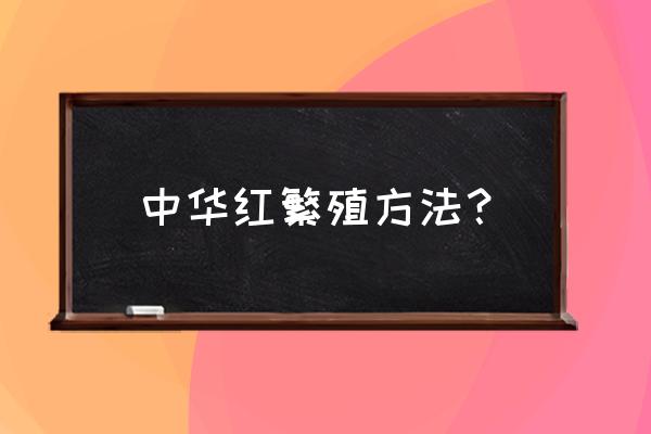 红叶树繁殖方法 中华红繁殖方法？