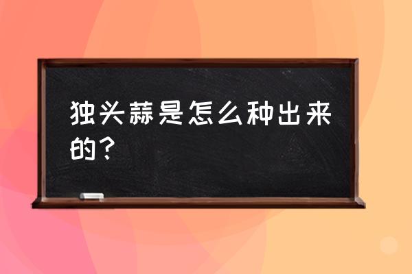 白萝卜是怎么种出来的 独头蒜是怎么种出来的？