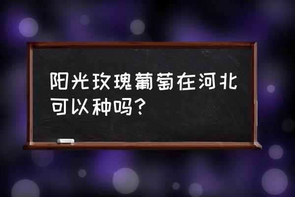 阳光玫瑰葡萄树苗批发 阳光玫瑰葡萄在河北可以种吗？