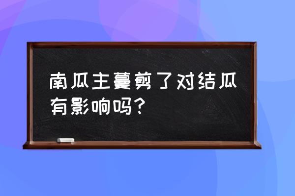 南瓜长到一米怎么管理 南瓜主蔓剪了对结瓜有影响吗？