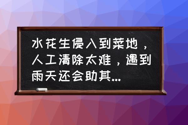 100种果蔬小知识 水花生侵入到菜地，人工清除太难，遇到雨天还会助其蔓延，该如何清除？