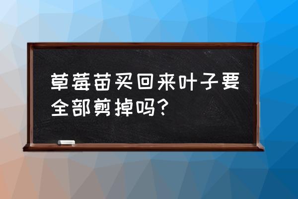 手工草莓叶子怎么剪 草莓苗买回来叶子要全部剪掉吗？